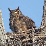 12SB5915 Great-horned Owl on Nest